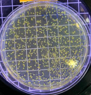Microbiológicas