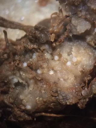 Nematoides