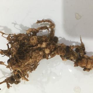 Nematoides